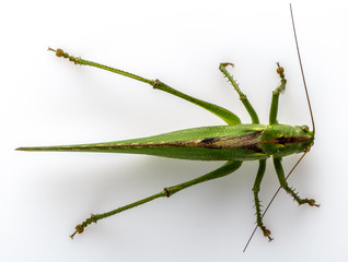 Big green grasshopper on white background close up