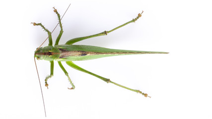 Big green grasshopper on white background close up