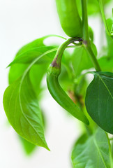 A small growing chili pepper on the branch