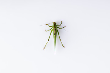 Big green grasshopper on white background close up