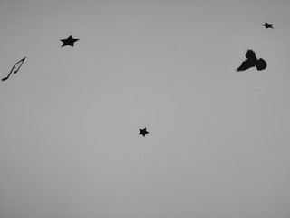 silhouette bird and star