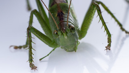 Big green grasshopper on white background close up