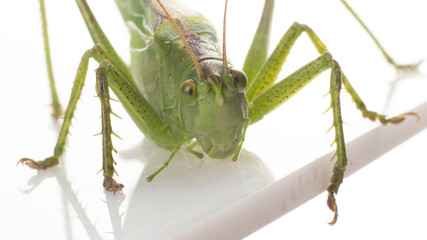 Big green grasshopper on white background close up