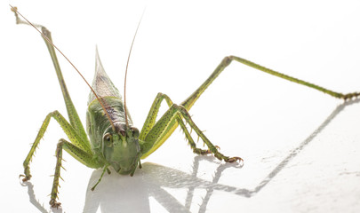 Big green grasshopper on white background close up