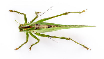 Big green grasshopper on white background close up