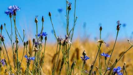 Fototapeta premium Kornblume