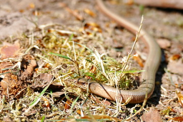 Blind worm basking in the sun on the forest ground