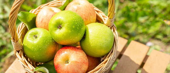 Green apple in wicker basket on wooden table Green grass in the garden Harvest time Organic food Rustic style