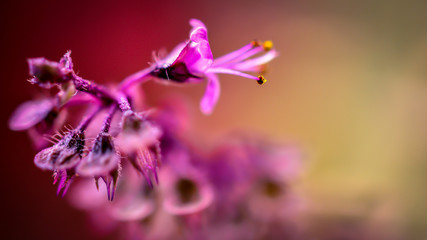 Flower in a tulsi bud