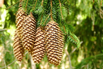 Fresh fir cones on the tree