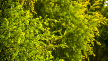 Fototapeta premium Yellowish leaves in autumn