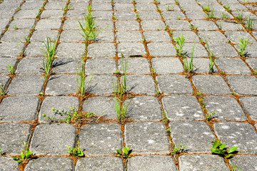 Weeds growing between brick paving stones in untreated cobbled area