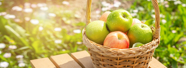 Green and red apples in wicker basket on wooden table Green grass in the garden Harvest time Organic food Horizontal banner