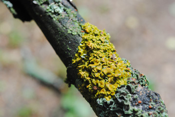 yellow lichen on a tree branch, beautiful texture