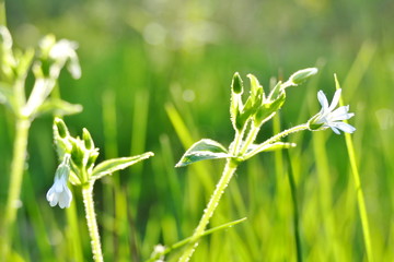 Single chickweed blossom illuminated from behind