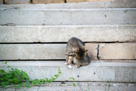 Gray and black kittens play on a good day