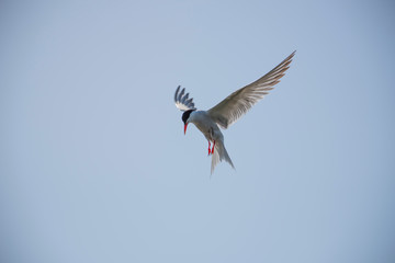 Common tern preparing for fishing at Hjalstaviken close to Stockholm