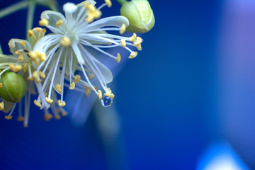 Linden flowers with drop of water. Close up. Spring and summer flowers. Macro linden flower. Magic background.