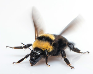 Bumblebee flaps its wings on a white background