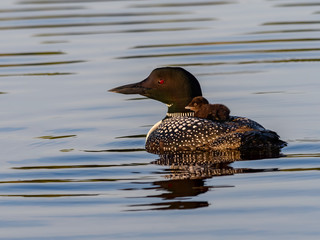Baby common loon chick takes a ride on the back of its parent   © FotoRequest
