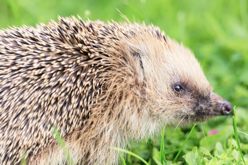 Close up portrait of small European hedgehog on green grass. Erinaceus europaeus.