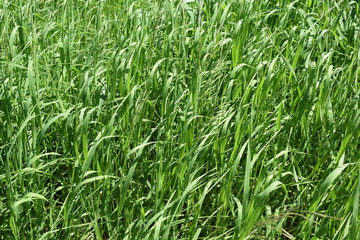 Texture. The grass in the summer