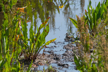 Scolopacidae in the bird protection area Hjälstaviken close to Stockholm
