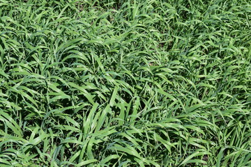 Texture. The grass in the summer