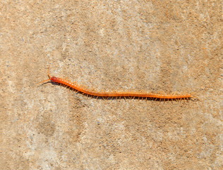 common house centipede