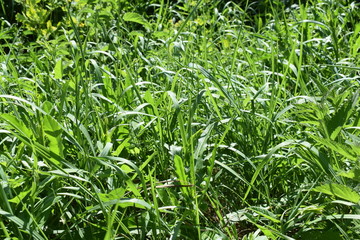 Texture. The grass in the summer