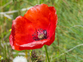 Closeup of a bud of wild red poppy on a green background. Cappadocia,