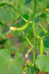 Obraz premium Cucumber seedlings
