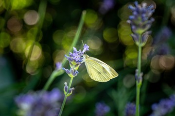 motyl bielinek na kwiatach lawendy