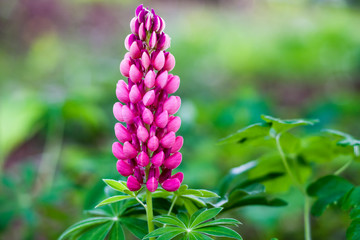 Inflorescence of pink lupine on the background of green leaves. Macro. Selective focus. Copy space.