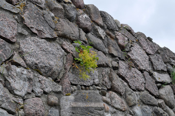 The wall of an old fortress, lined with cobblestones, in the middle of the wall grows a green bush