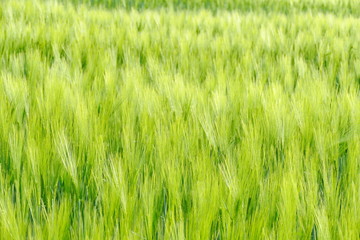Field of barley glowing beautifully in the sun