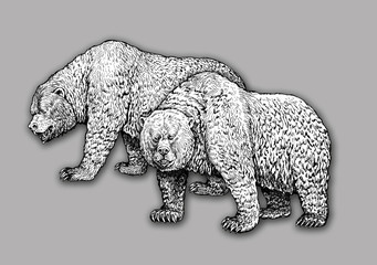 Grizzly bear family. Bear ink drawing. Animals illustartion.