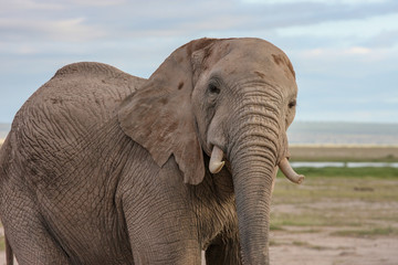 Fototapeta na wymiar Portrait of african elephant in the bush. Masai Mara, Kenya.