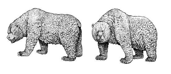 Grizzly bear family. Bear ink drawing. Animals illustartion.