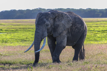 Portrait of african elephant in the bush. Masai Mara, Kenya.