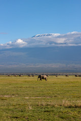 Fototapeta na wymiar Elephants Herd On Savanna. Safari In Amboseli, Kenya, Africa