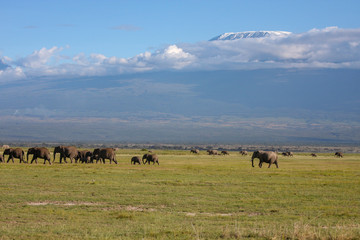 Fototapeta na wymiar Elephants Herd On Savanna. Safari In Amboseli, Kenya, Africa