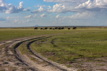 Obraz premium Elephants Herd On Savanna. Safari In Amboseli, Kenya, Africa
