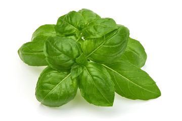 Green Basil Leaves, Fresh Spice, closeup, isolated on white background