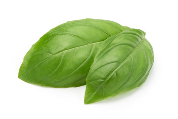 Close-up studio shot of fresh green basil herb leaves isolated on white background