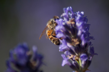 closeup of bee on lavender flowers in a public garden