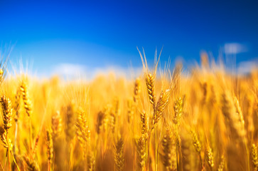 natural rural landscape with a field of Golden wheat ears against a blue clear sky matured on a warm summer Sunny day
