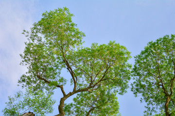 Willow tree branches with fresh green leaves on blue sky with clouds
