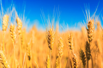 Fototapeta premium rural landscape with a field of Golden wheat ears stretch to the blue clear sky matured on a warm summer day
