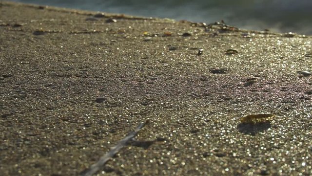 SLOW MOTION CLOSE UP Springtail bugs and flies an the beach